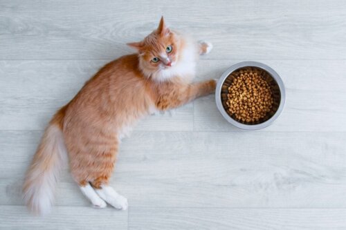 Vad ska jag göra om min katt inte vill äta?