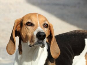 Hundars syn: att se genom en hunds ögon