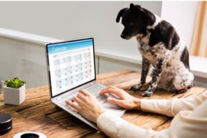 6 metoder för att skapa en rutin för din hund