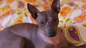 Allt om xoloitzcuintle (mexikansk nakenhund)