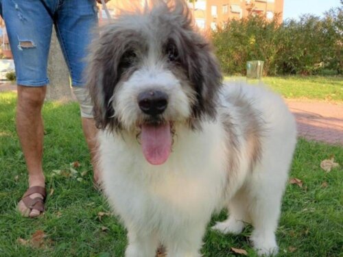 Allt om hundrasen ciobanesc romanesc mioritic