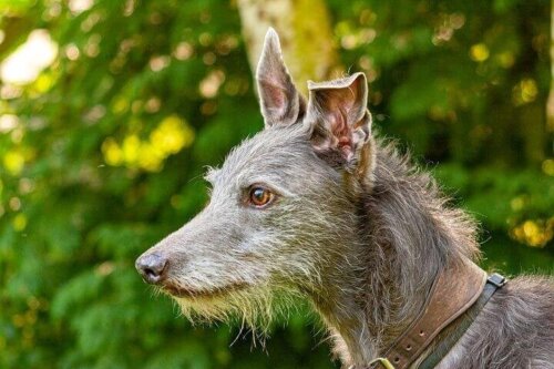 Allt om hundtypen lurcher