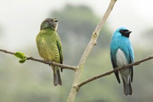 Utforskning av sexuell dimorfism: 5 imponerande exempel