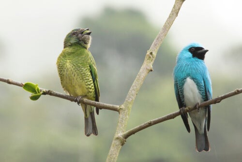 Utforskning av sexuell dimorfism: 5 imponerande exempel