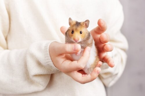Det bästa sättet att mata en hamster