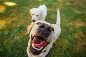 Hur du ger din hund vita tänder