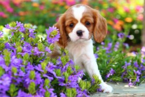 Vanliga sjukdomar hos cavalier king charles spaniel