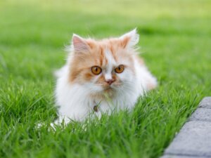 Typer av perserkatt