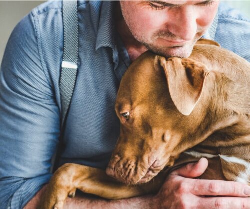 7 saker som förkortar en hunds liv