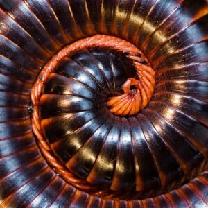 Afrikansk tusenfoting: livsmiljö, egenskaper och intressanta fakta