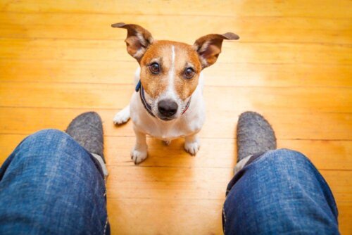 Hundträningstekniker