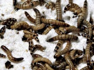 Hur supermaskar förvandlar polystyren till en hälsosam måltid