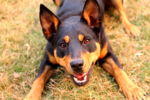 Allt om hundrasen australian kelpie