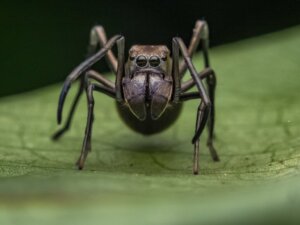 Imponerande egenskaper hos leddjur