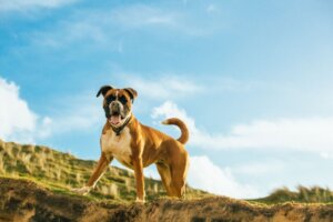 Boxweiler: egenskaper och kuriosa