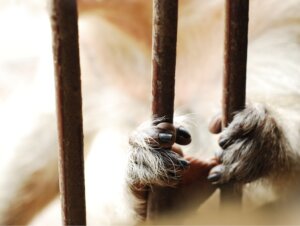 Hur stress orsakad av fångenskap förändrar fysiologin hos olika arter