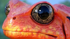 Nordlig tomatgroda: livsmiljö och egenskaper