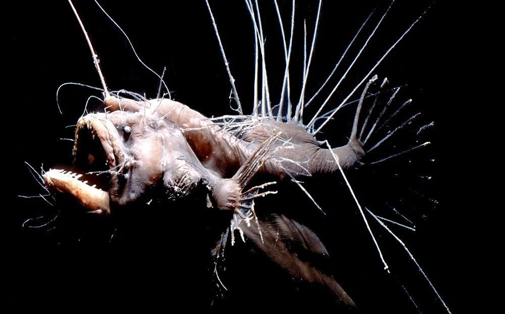 Antennarius striatus