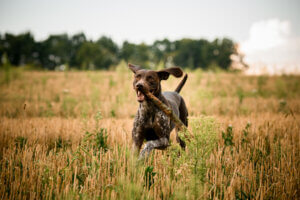 Det perfekta husdjuret.