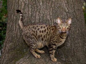 9 tamkatter som ser ut som vilda katter