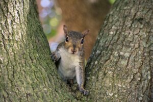 9 intressanta fakta om ekorrar