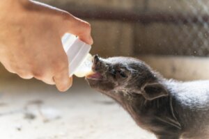 10 grisraser (och deras egenskaper)