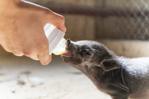 10 grisraser (och deras egenskaper)