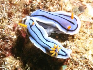 Lär dig allt om Chromodoris lochi, ett mycket märkligt blötdjur