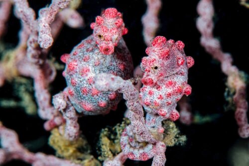 Allt om Hippocampus bargibanti