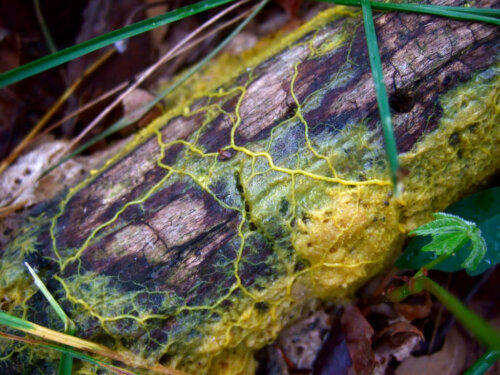The Blob: en mystisk organism med 720 kön och ingen hjärna