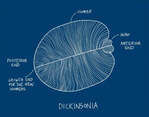 Världens första djur har upptäckts