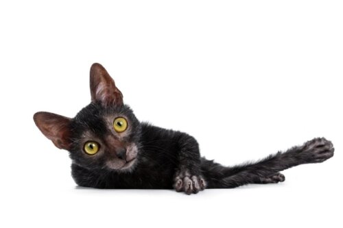 Lykoi eller vargkatt: allt om denna ras