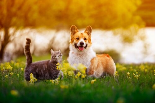 Varför äter min hund kattbajs?
