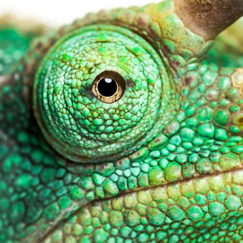 Voeltzkows kameleont: återupptäckt på Madagaskar efter ett århundrade som saknad