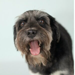 Schnocker: allt om denna hybrid