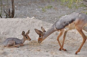 Beiraantilop, ett mycket märkligt djur