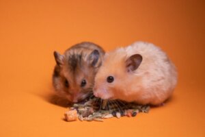 Är hamsterbett farliga?