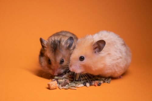 Är hamsterbett farliga?