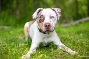 Kan hundar äta mango?