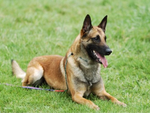 Belgisk vallhund: skötsel och utfodring