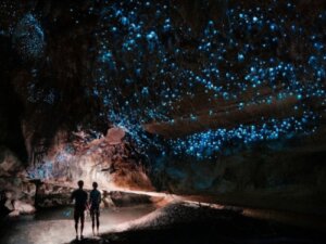 Bioluminescens: självlysande maskar