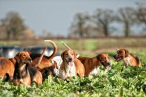 Fino Colombiano: vanor och egenskaper
