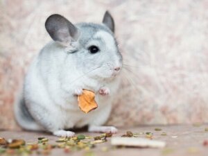 Korrekt vård och utfodring av en chinchilla
