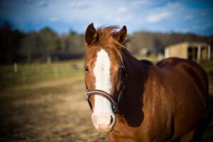 Välj rätt storlek på hästen