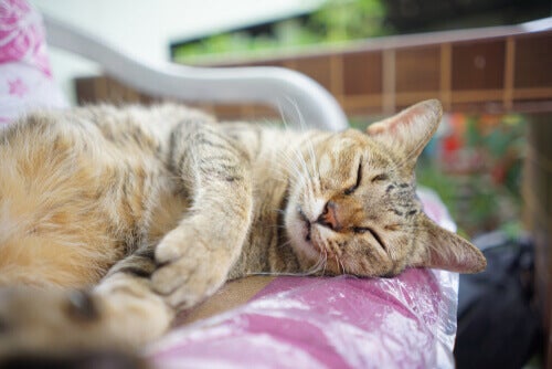 Allt om feline immunodeficiency virus