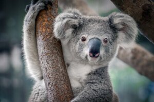 Kännetecken och fakta om koalor