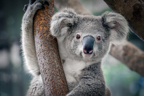 Kännetecken och fakta om koalor