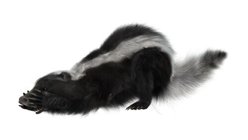 Vad är det som gör att skunksprej luktar så illa?