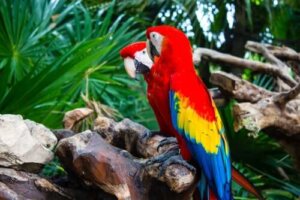 Fåglar som kan prata: arter och kännetecken