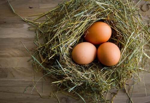 Hur man förbättrar kvaliteten på hönsägg